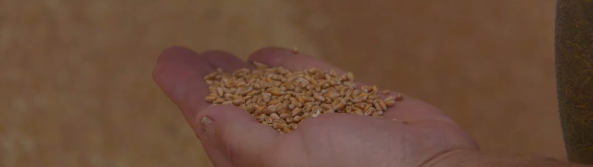Obiwan, un soi de grâu cu rezultate peste media locațiilor în testările APPR